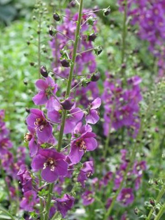 Verbascum phoeniceum Verpho Purple Mullein, Temptress Purple 140mm