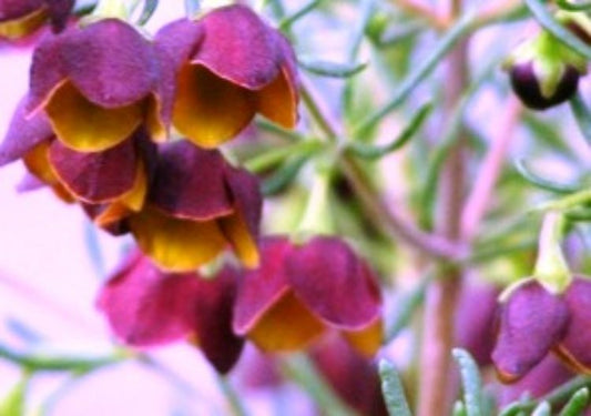 Boronia megastigma Bormeg Brown Boronia 140mm
