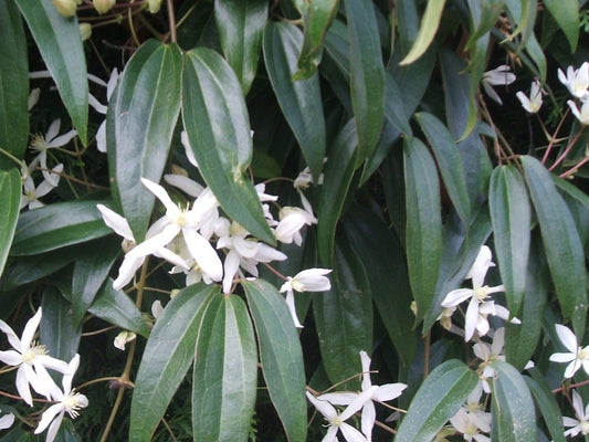 Clematis armandii Clearm Evergreen Clematis