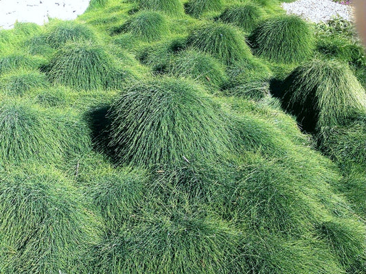 Casuarina glauca Shagpile CasglaSha Groundcover Sheoak, Swamp Sheoak, Grey Oak 140mm