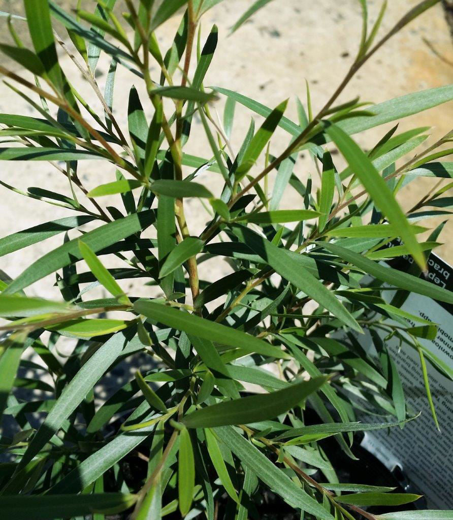 Leptospermum brachyandrum Lepbra Silver Weeping Tea Tree 140mm