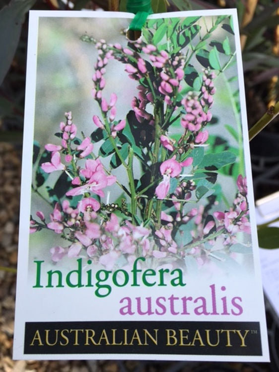 Indigofera australis Indaus Australian Indigo 140mm