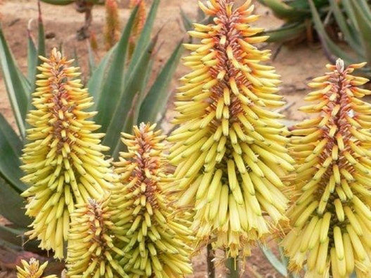 Aloe hybrida Moonglow AlohybMoo Succulent 170mm