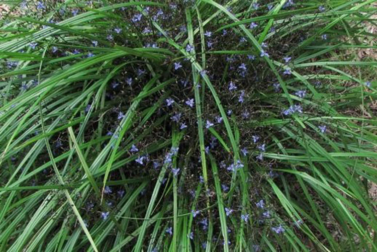 Dianella brevicaulis Diabrev Coast Flax Lily 140mm