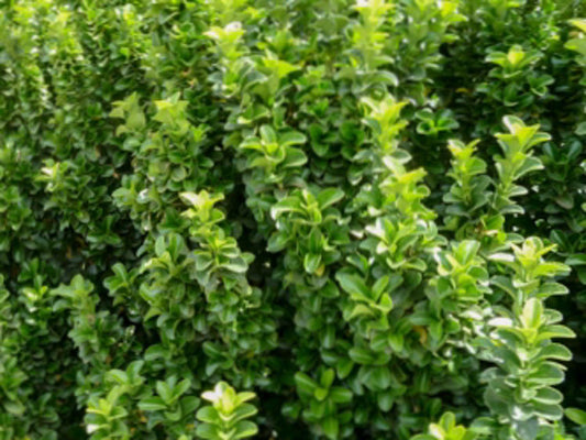 Euonymus japonicus Microphyllus EuojapMic Box Leaf Euonymus, Box Leaf Spindle, Japanese Spindle Bush 140mm