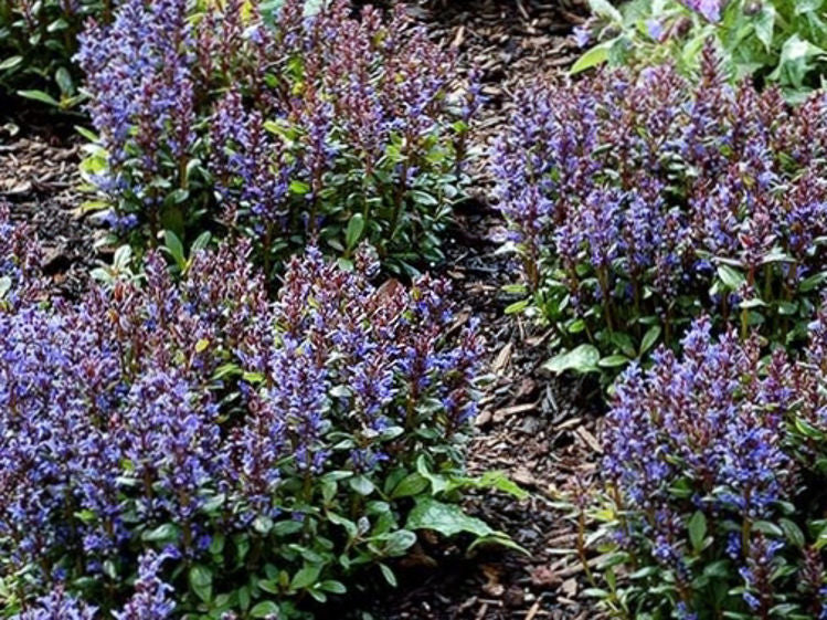 Ajuga reptans Blueberry Muffin AjurepBMu Bugle, Bugleweed, Blue Bugle, Carpetweed 140mm