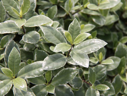 Pittosporum tenuifolium Hole In One PittenHIO Kohuhu 140mm