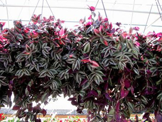 Tradescantia zebrina Trazeb Spiderwort, Spider Wort, Inchplant, Wandering Jew 120mm
