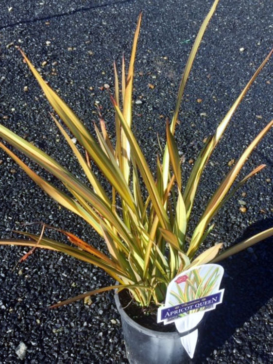 Phormium hybrida Apricot Queen PhohybAQ New Zealand Flax 140mm