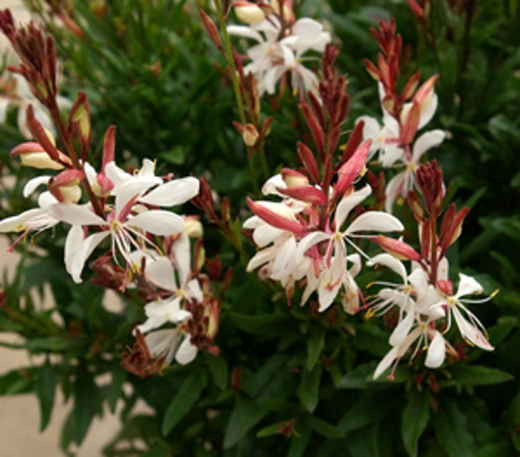 Gaura lindheimeri Baby Butterflies Pearl GaulinBBP Dwarf Butterfly Bush 140mm