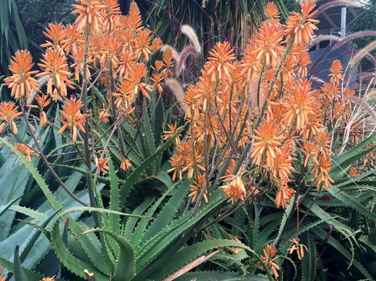Aloe hybrida Copper Shower PBR AlohybCS Succulent 140mm