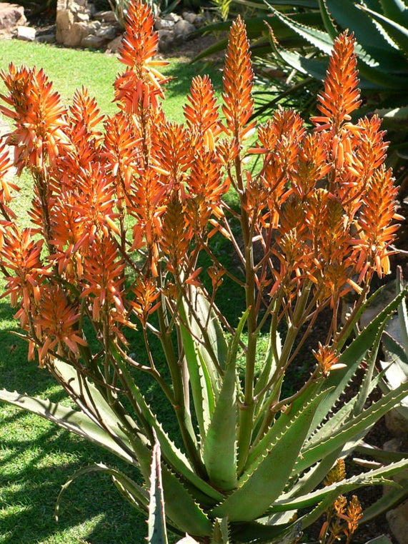Aloe hybrida Copper Shower PBR AlohybCS Succulent 140mm