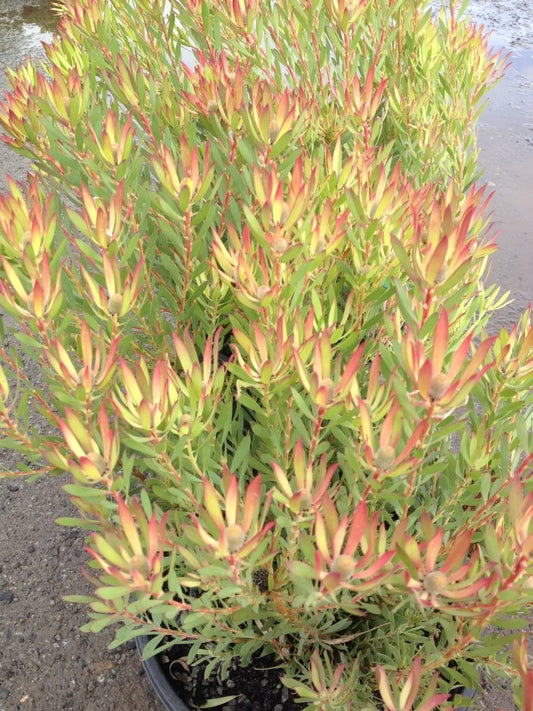 Leucadendron salignum Cheeky LeusalChe Conebush 140mm