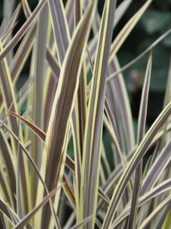 Cordyline banksii Electric Flash CorbanEF Cabbage Tree, Cabbage Palm, Design Edge, SPRICORFLASH 170mm