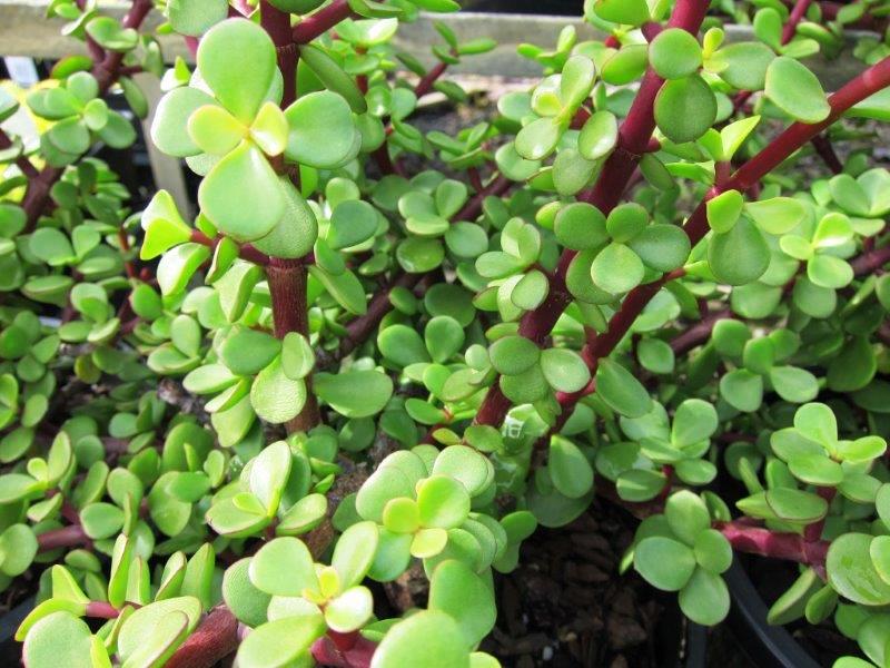 Portulacaria afra Porafr Syn Portulacaria portulacaria, Elephant Bush, Dwarf Jade, Succulent 140mm