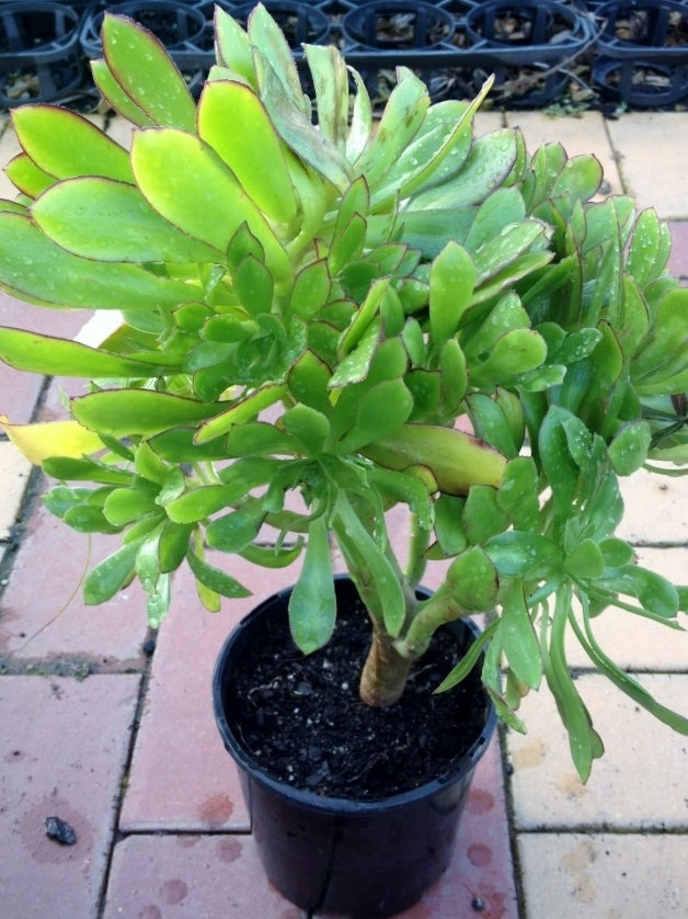 irish rose succulent Aeonium arboreum Aeoarb Tree Aeonium, Tree Houseleek Irish Rose Succul – awesomeplants