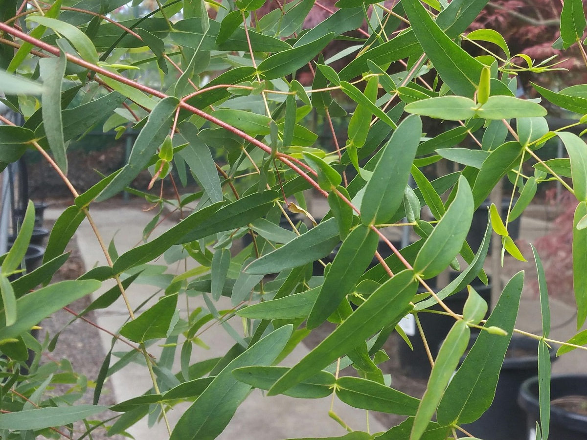 Eucalyptus viminalis Eucvim Manna Gum, White Gum, Ribbon Gum 140mm