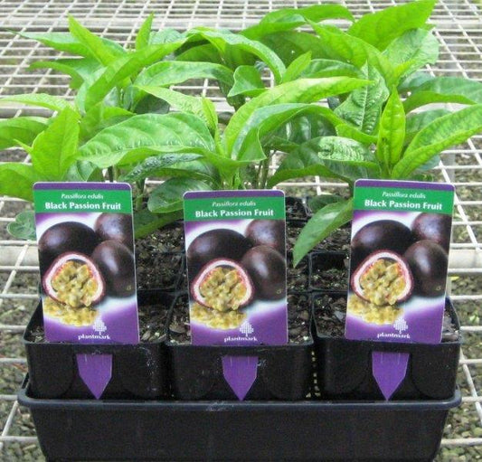 Passiflora edulis Pasedu Passionfruit, Black Passionfruit 120mm