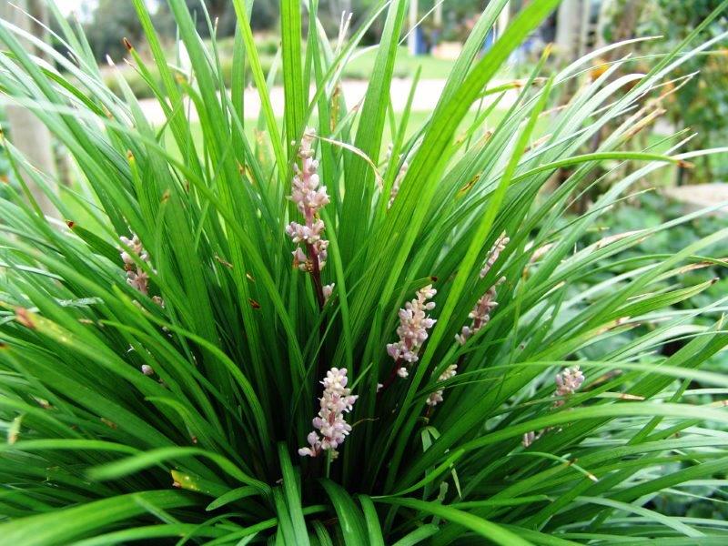 Liriope muscari Isabella PBR LirmusIsa Lilyturf, Lily Turf, Border Grass, Monkey Grass, LIRF 140mm