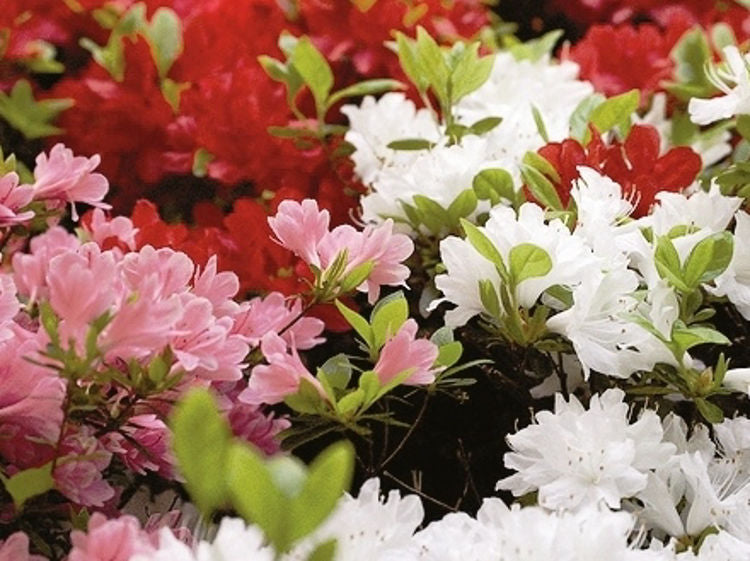 Azalea Assorted AzaAss