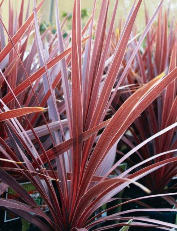 Cordyline australis Red Sensation CorausRSe Cabbage Tree, Cabbage Palm 140mm