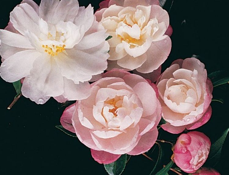 Camellia sasanqua Paradise Pearl CamsasPP 170mm