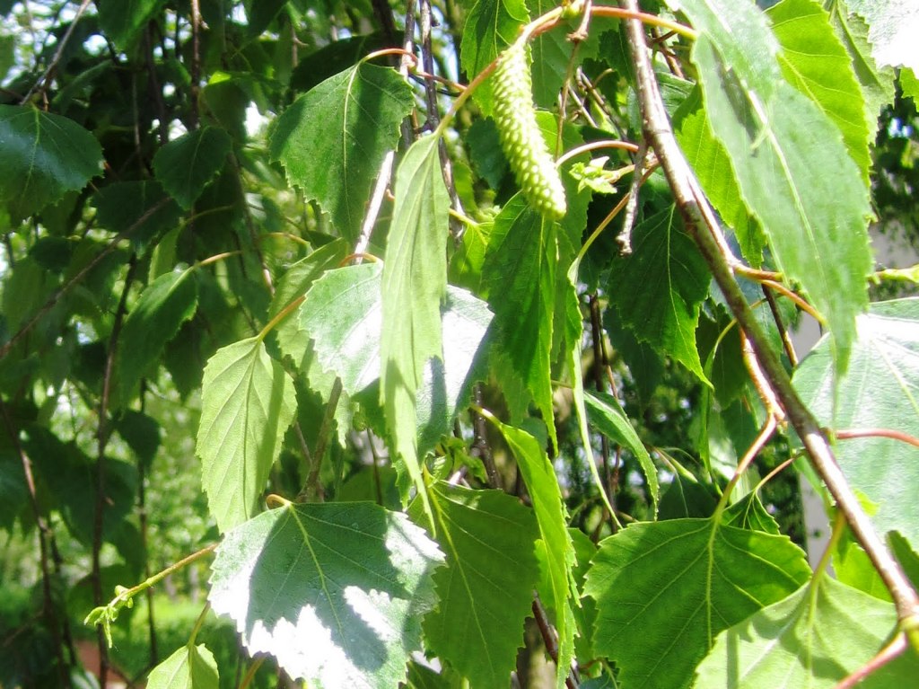 Betula pendula Alba BetpenAl White Silver Birch, Warty Birch