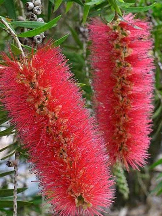 Callistemon viminalis Hannah Ray CalvimHR Weeping Bottlebrush, Creek Bottlebrush