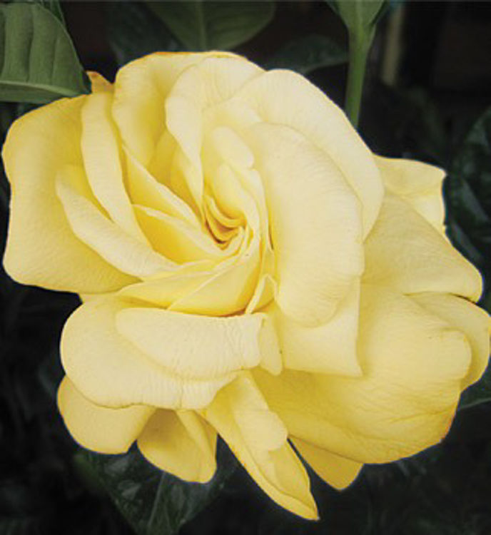 Gardenia augusta Golden Magic GaraugGM Fragrant Gardenia 200mm