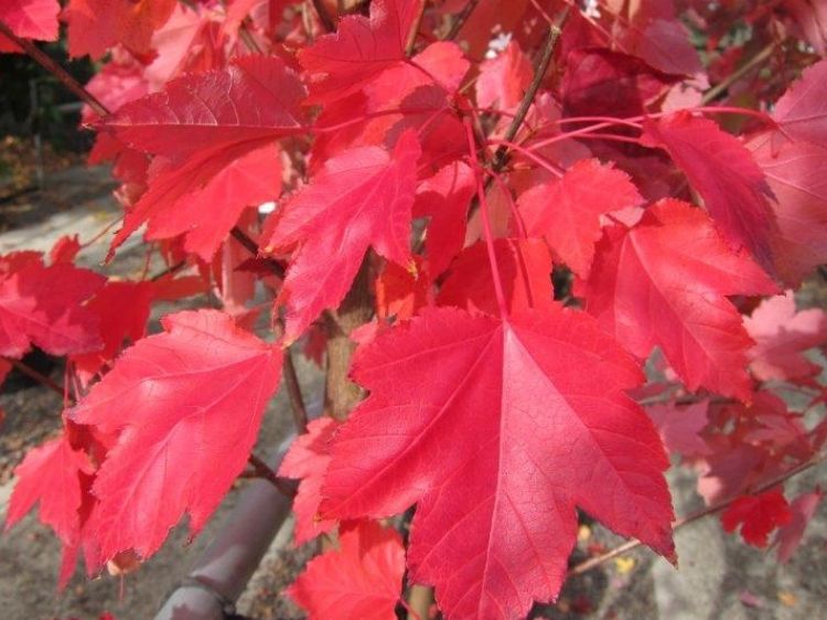 Acer rubrum October Glory AcerubOG Red Maple, PNI0268,Red Maple, PNI0268,Acer Autumn Glory, Acer April Splendour, Acer Autumn Red 200mm