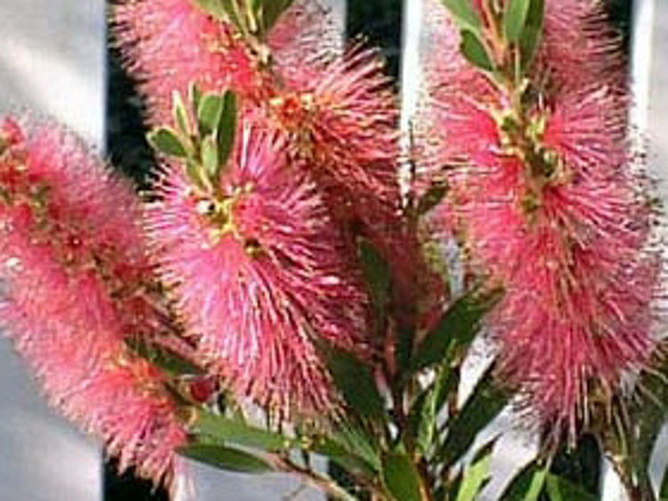 Callistemon citrinus Burgundy CalcitBur Bottlebrush. Common Red Bottlebrush, Crimson Bottlebrush