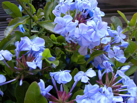 Plumbago auriculata Royal Cape PluaurRC Cape Plumbago, Cape Leadwort 140mm