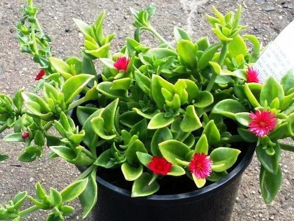 red flowering succulent ground cover Aptenia cordifolia Aptcor Baby Sunrose, Heartleaf Iceplant, Succulent