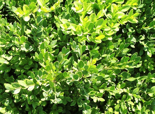 Buxus microphylla Koreana BuxmicKor Korean Box, Korean Boxwood 70mm
