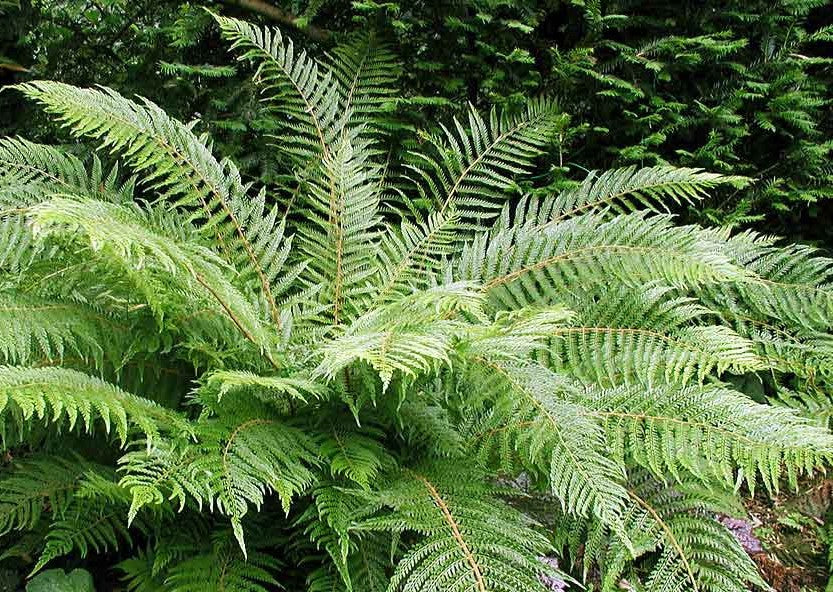 Polystichum proliferum Polpro Mother Shield Fern 70mm