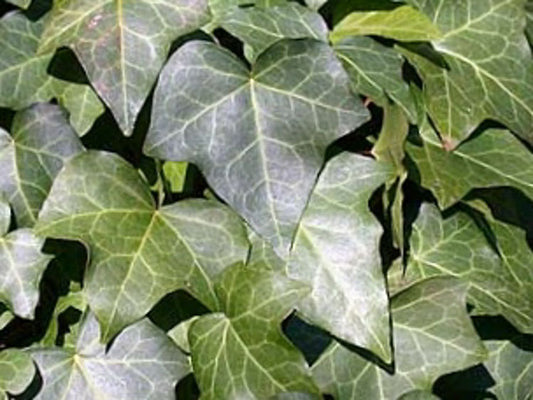Hedera helix Hedhel English Ivy, Common Ivy 140mm
