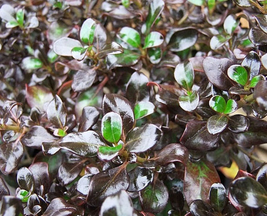 Coprosma hybrida Karo Red PBR CophybKRe Mirror Bush, Shiny Leaf 170mm