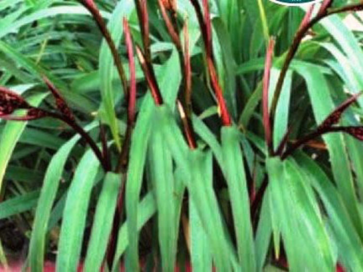 Dianella tasmanica Cherry Red DiatasCR Tasman Flax Lily 140mm