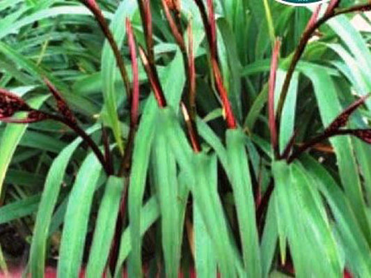 Dianella tasmanica Cherry Red DiatasCR Tasman Flax Lily 140mm