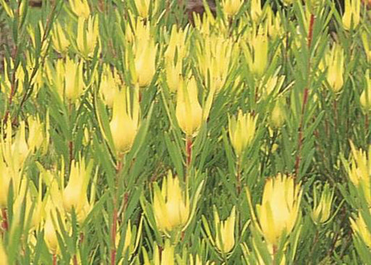 Leucadendron laureolum salignum Inca Gold LeulsIG Conebush 140mm