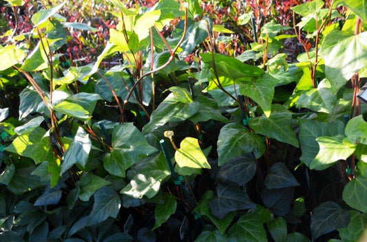 Hedera canariensis Hedcan Canary Island Ivy 140mm