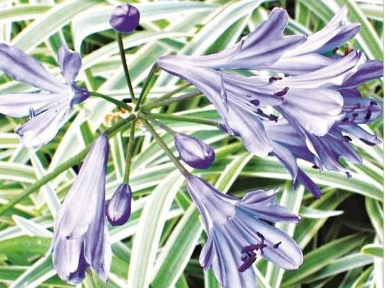Agapanthus hybrida Tinkerbell AgahybTin Variegated Dwarf Agapanthus, Lily of the Nile, African Lily 140mm