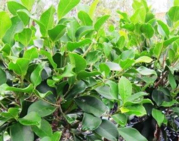 Ficus microcarpa hillii Emerald FicmhEme Hills Weeping Fig