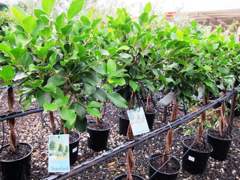 Ficus microcarpa hillii Emerald FicmhEme Hills Weeping Fig