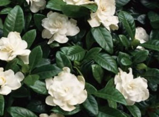 Gardenia augusta Aimee Yoshiba GaraugAY Fragrant Gardenia