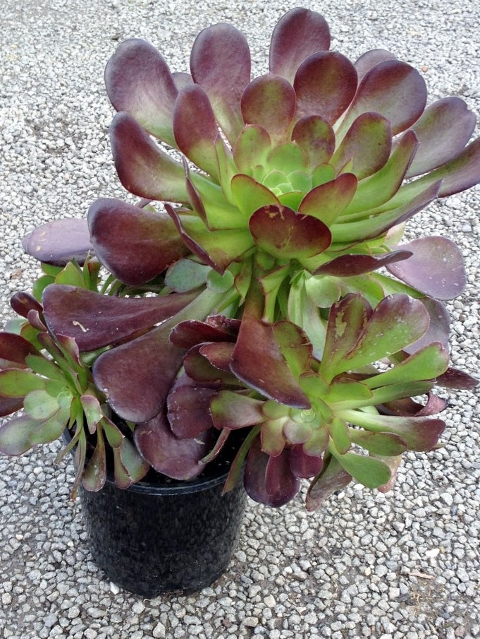 irish rose succulent Aeonium hybrida Velour AeohybVel Tree Aeonium Tree Houseleek Irish Ros – awesomeplants