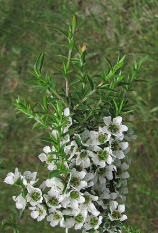 Leptospermum continentale Lepcon Prickly Tea Tree 140mm
