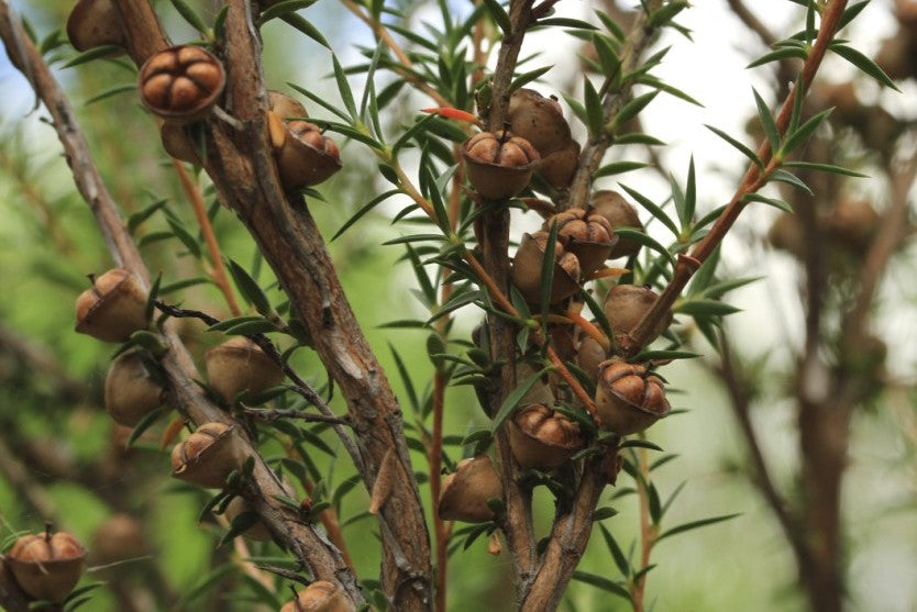 Leptospermum continentale Lepcon Prickly Tea Tree 140mm