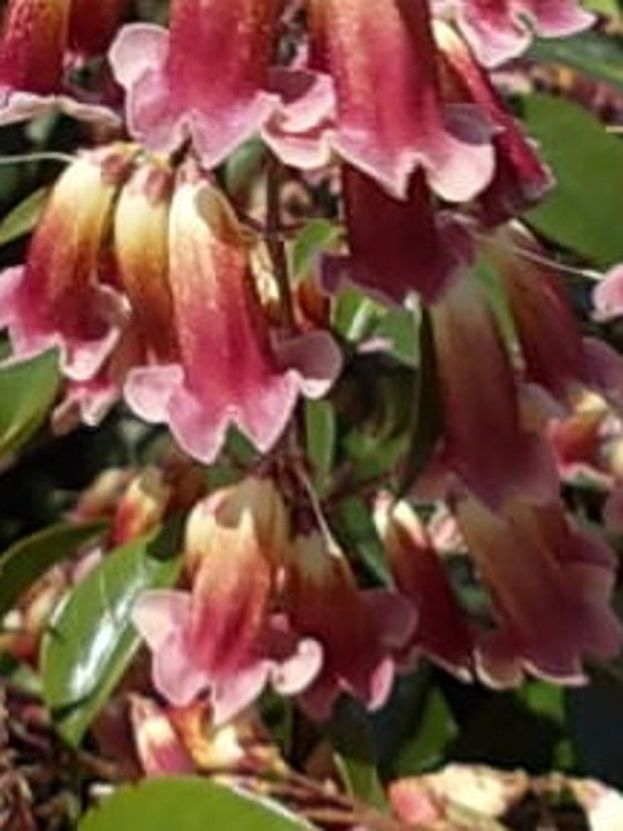 Pandorea pandorana Ruby Belle PanpanRB Wonga Wonga Vine 140mm