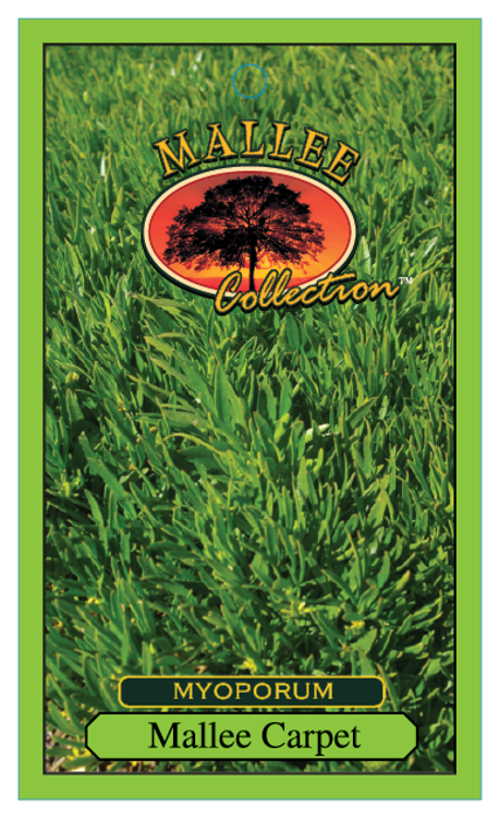Myoporum parvifolium Mallee Carpet MyoparMC Creeping Boobialla, Creeping Myoporum 140mm